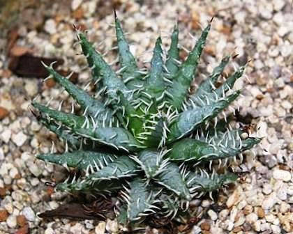 Aloe Melanacantha - Indigenous South African Succulent - 5 Seeds