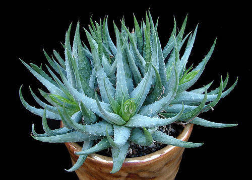 Aloe Humilis - Indigenous South African Succulent - 10 Seeds