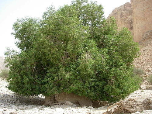 Ficus Salicifolia - Indigenous South African Fig Tree - 10 Seeds