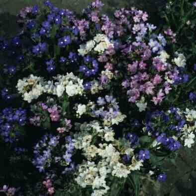 Anchusa Dwarf Mix - Annual - Anchusa Capensis - Beautiful Flowers - 60 Seeds
