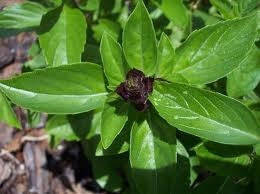 Thai Siam Queen Basil - Ocimum Basilicum var. thyrsiflorum 'Siam Queen' - Culinary Edible Herb - ...