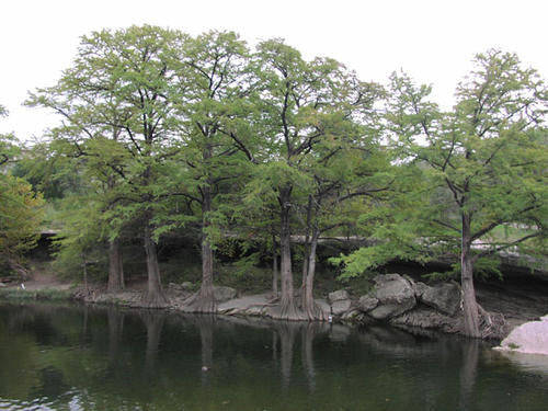 Bald Cypress - Taxodium Distichum - Bonsai Tree - 5 Seeds