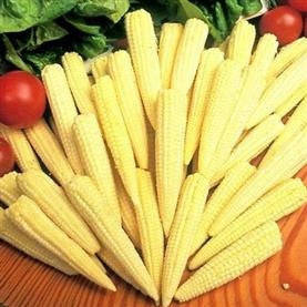 Baby Corn - Sweetcorn Minipop - F1 Hybrid - Vegetable - 10 Seeds