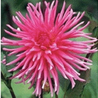 Dahlia Flower Bulbs - Cactus - Caroussel - 1 Bulb (Not Seeds)
