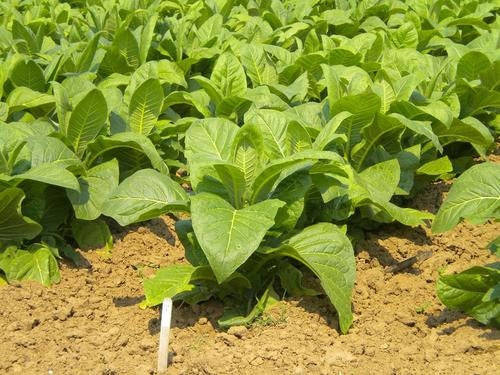 KY17 Kentucky Burley Tobacco - Nicotiana Tabacum - 100 Seeds