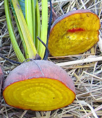 Burpees Golden Beetroot - Heirloom Vegetable - 30 Seeds