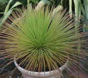 Agave gemminiflora - Hedgehog Agave - Exotic Succulent - 10 Seeds