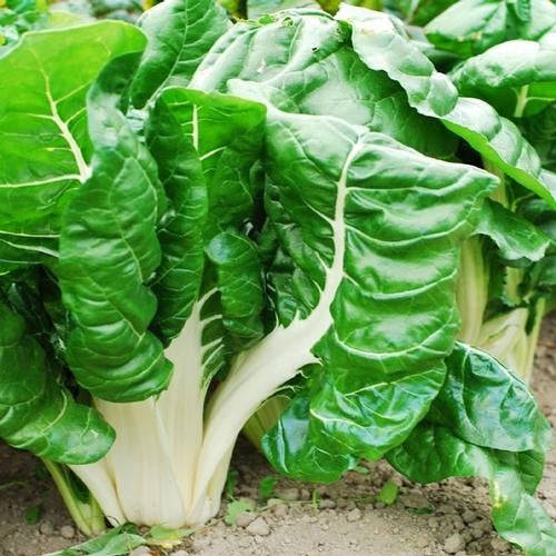 Fordhook Swiss Chard - Bulk Vegetable Seeds