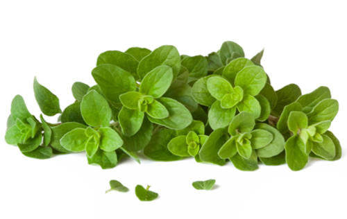 Italian Oregano - ORGANIC - Herb - 100 Seeds