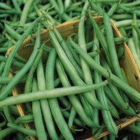 Provider Beans - ORGANIC - Heirloom Vegetable - 10 Seeds