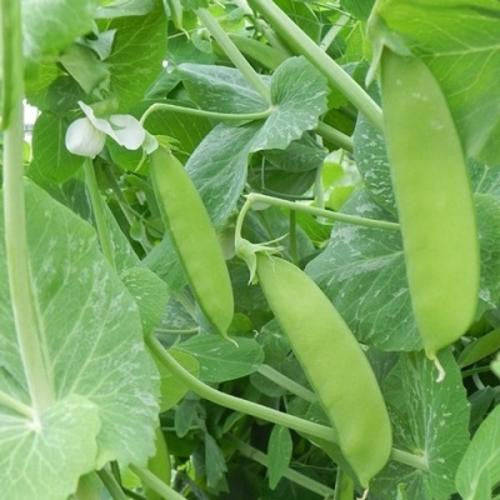 Mammoth Melting Sugar Pea - ORGANIC - Heirloom Vegetable - 10 Seeds