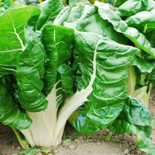 Fordhook Swiss Chard - ORGANIC - Heirloom Vegetable - 50 Seeds