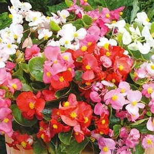 Begonia Ambassador - Begonia semperflorens - Annual Flower - 10 Seeds
