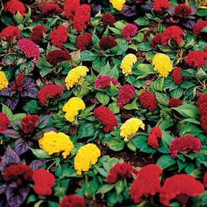 Celosia Amigo Mix - Celosia cristata - Annual Flower - 10 Seeds