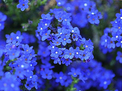 Anchusa Blue Angel - Anchusa capensis - Annual Flower - 100 Seeds