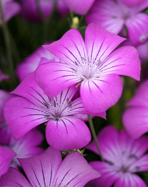 Corn Cockle - Agrostemma milas - Annual Flower - 50 Seeds