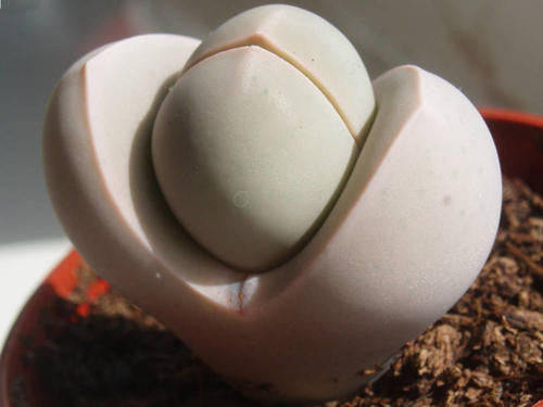 Dinteranthus microspermus - Indigenous South African Succulent - 10 Seeds