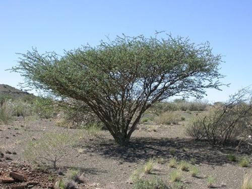 Acacia mellifera - Indigenous South African Tree - 10 Seeds