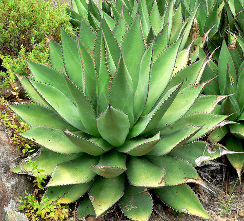 Agave shawii - exotic succulent - 5 seeds