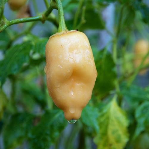 Aji Fantasy Peach  - Chilli Pepper - Capsicum baccatum - 5 Seeds