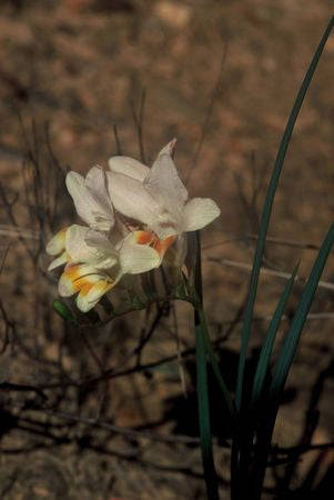 Freesia Caryophyllacea - Indigenous South African Bulb - 10 Seeds