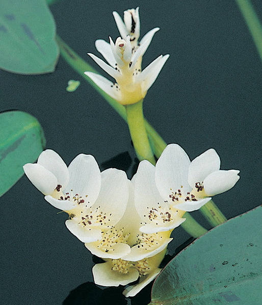 Waterblommetjies  5 bulbs p/pack (bulbs not seeds)