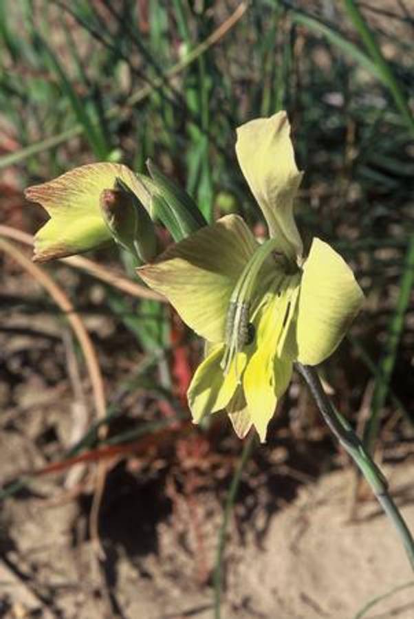 Gladiolus Virescens v Virescens - Indigenous South African Bulb - 10 Seeds