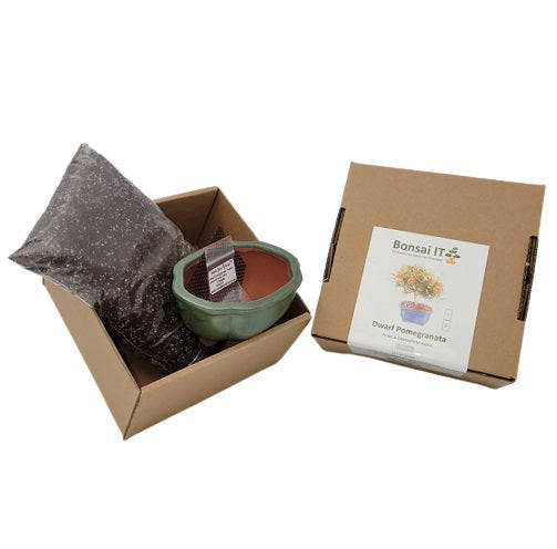 Bonsai IT - Dwarf Pomegranate - Punica granatum nana - Kit 7