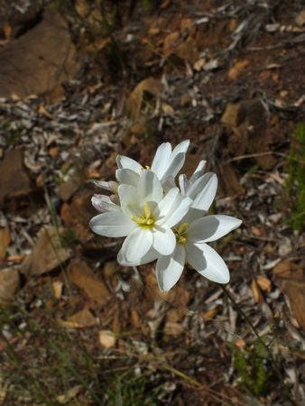 Ixia Polystachya - Indigenous South African Bulb - 10 Seeds