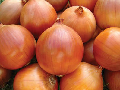 Astrix Onion - Bulk Vegetable Seeds - 50 grams