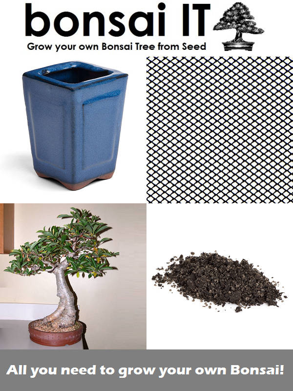 African Baobab Tree - bonsai-IT - Everything you need to grow your own bonsai - Embossed Square