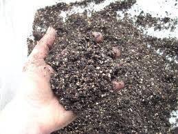 Specially Formulated Bonsai Soil - 200 grams