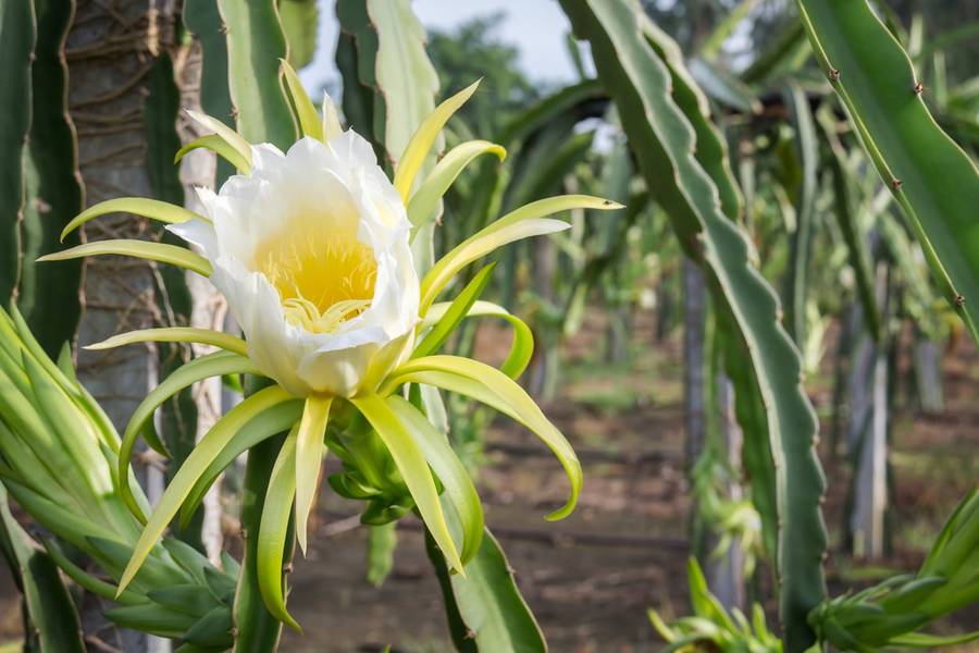 Red Flesh Pitaya "Voodoo Child" - Dragon Fruit - Hylocereus guatamalensis X - Exotic Succulent Fr...