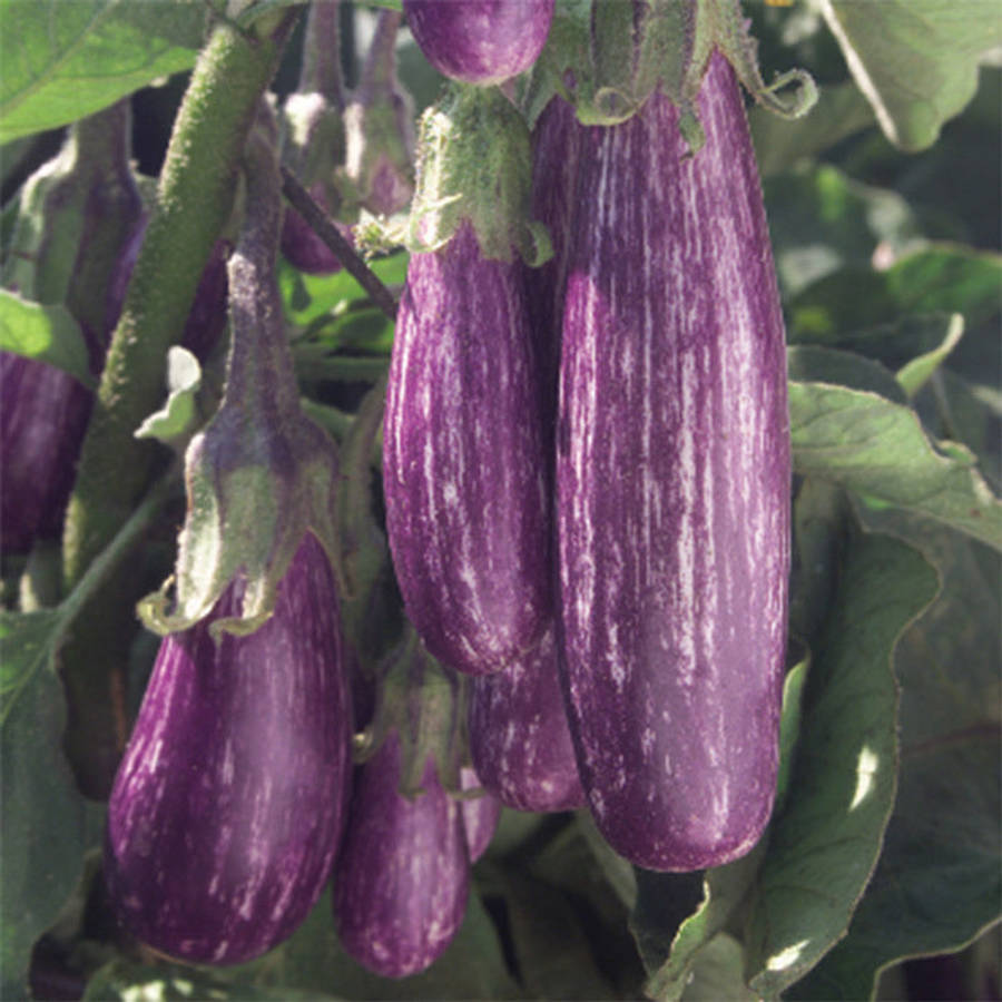 Eggfruit Fairy Tale - Exotic Vegetable - Container Vegetable - 5 Seeds