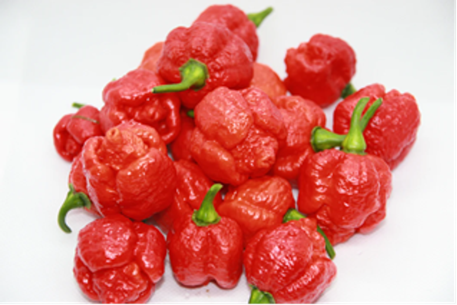 Trinidad 7 Pot Infinity - Chilli Pepper - Capsicum Chinense - 5 Seeds
