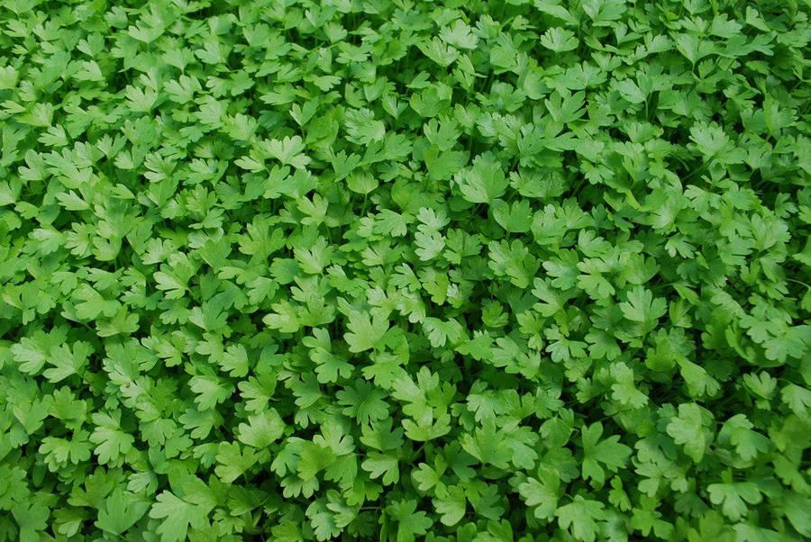 Flat Italian Parsley - Microgreen Seeds