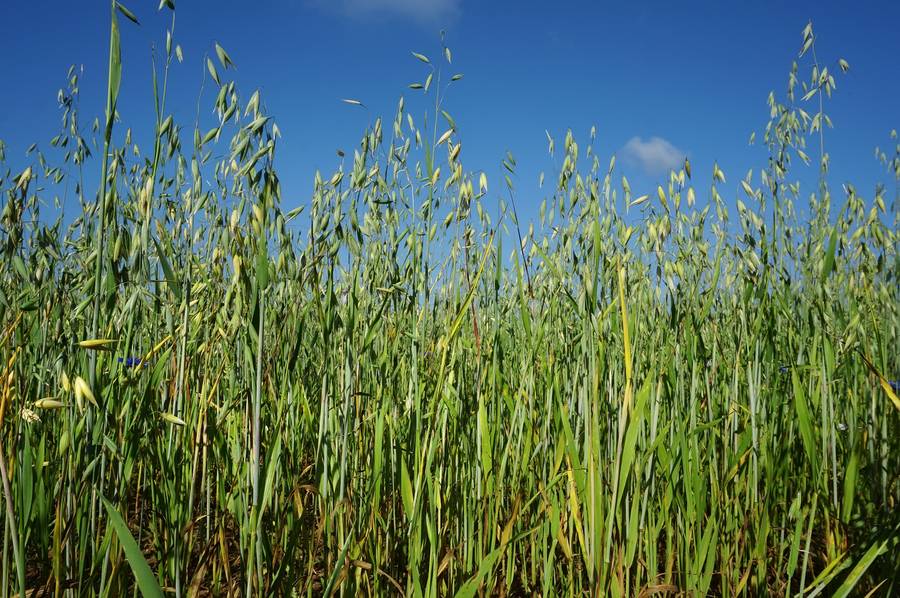 Oats Common - Avena sativa - Cover Crop / Green Manure / Grain - 5kg - 375m2