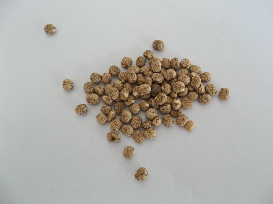 Pigeon Peas - Sprouting Seeds - 100 gram