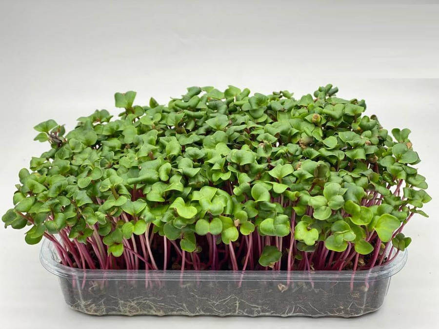 Red Coral Radish - Sprouting / Microgreen Seeds - 500 gram