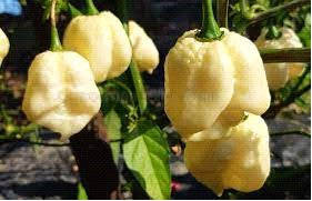 White Moruga Scorpion - Chillie Pepper - Capsicum Chinense - 5 seeds