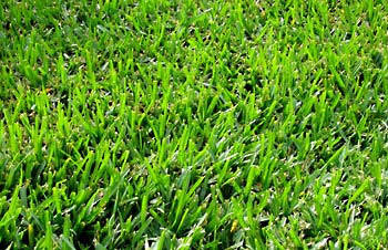 Bermuda Lawn / Grass Seed - Bermuda 400 grams - 10m2