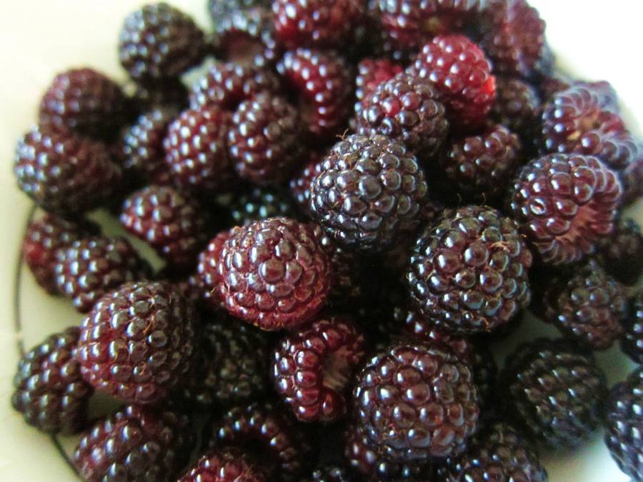 Black Raspberry - Fruit Shrub - Rubus leucodermis - 5 Seeds