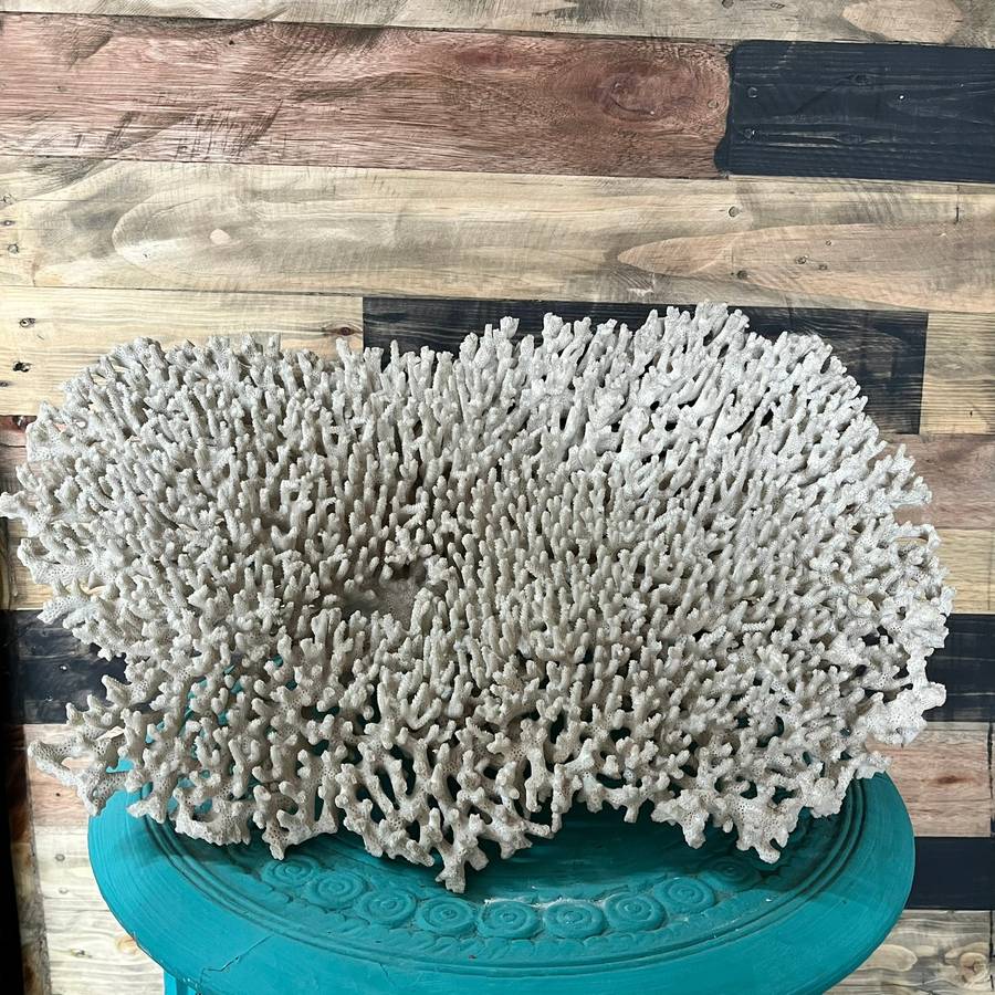 Coral Specimen Cluster - Store Collection ONLY