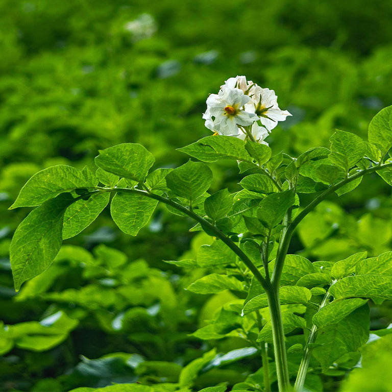 Sifra Seed Potatoes, 10 per bag