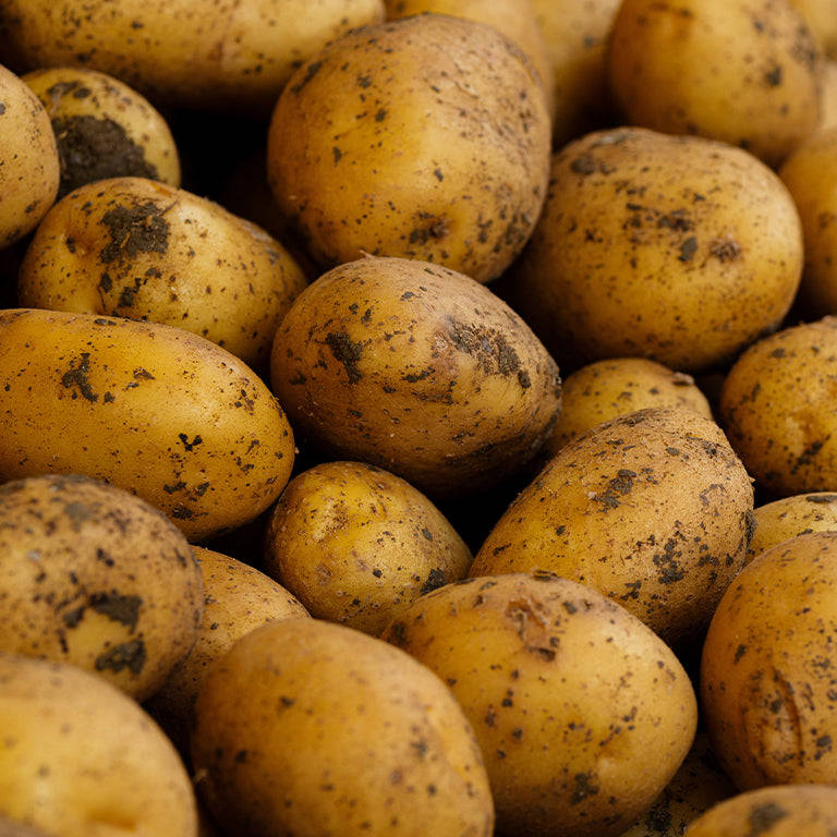 Sifra Seed Potatoes, 10 per bag