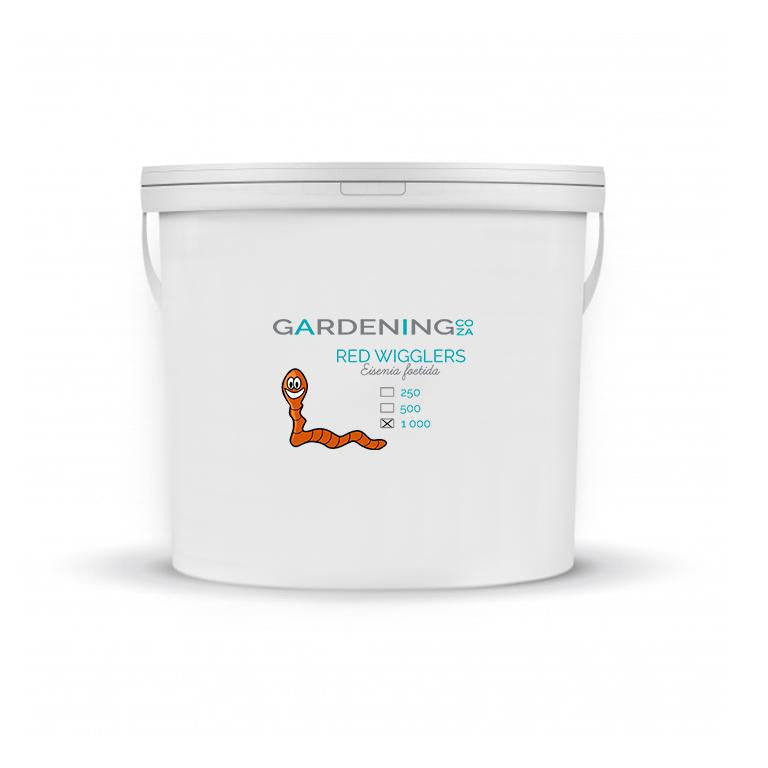 Red Wiggler Earth Worms (Eisenia foetida)  1000