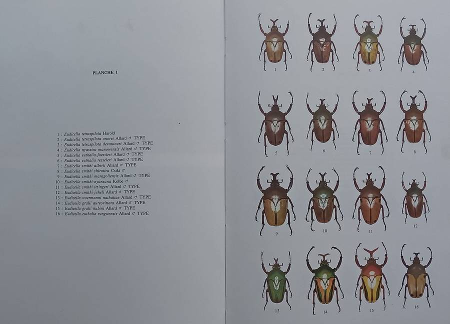 The Beetles of the World 11: Goliathini 4 | Vincent Allard