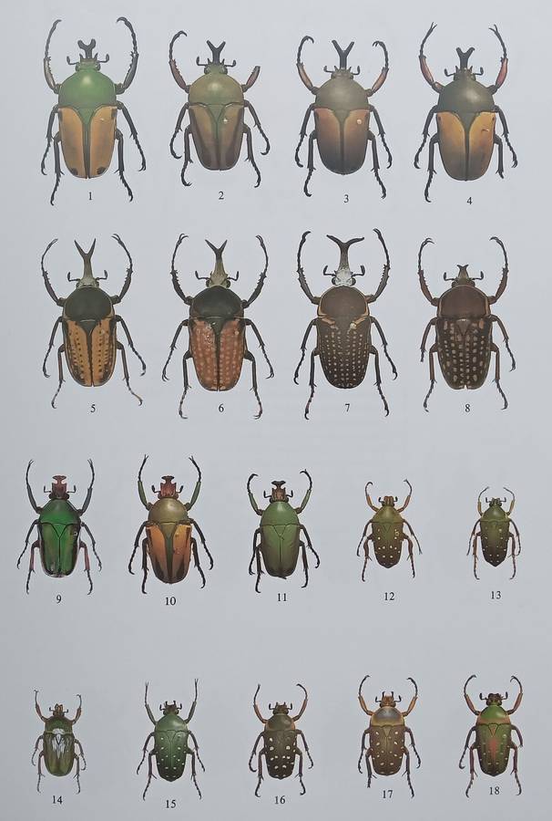 The Beetles of the World 11: Goliathini 4 | Vincent Allard