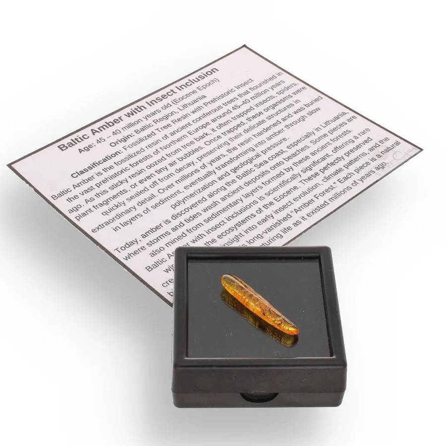 Genuine Baltic Amber: Ancient Insect Time Capsule Retry