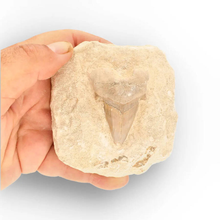Otodus Obliquus Shark Tooth Display Fossil Morocco